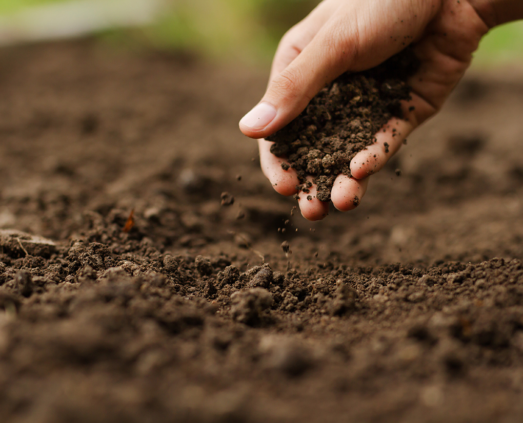有機栽培によって堆肥コストを削減、且つ品質をアップ
